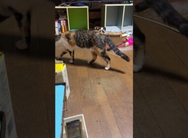 シャムの子ねこパンダ「三毛猫ミックス、キジシロのルルも何故、人に懐くんだ」