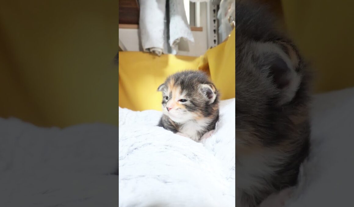 生後17日メインクーンの女の子ジェニーちゃん