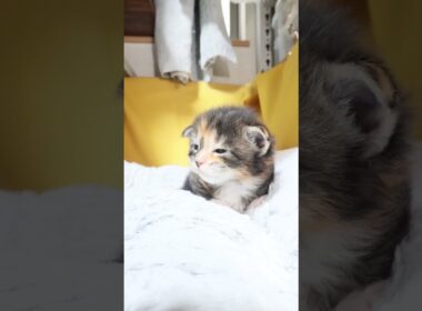 生後17日メインクーンの女の子ジェニーちゃん