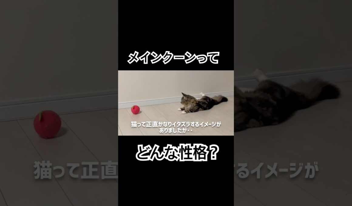 自己分析するメインクーン #cat #猫のいる暮らし #ねこのいる生活 #猫動画 #shorts