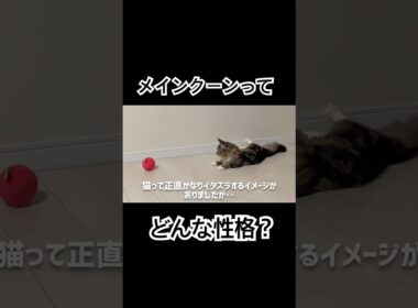 自己分析するメインクーン #cat #猫のいる暮らし #ねこのいる生活 #猫動画 #shorts