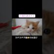 ヨチヨチ子猫🐱をあそばせる #cat  #猫  #ねこ  #保護猫 #cute #猫のいる暮らし #子猫 #shorts  #kitten #こねこ