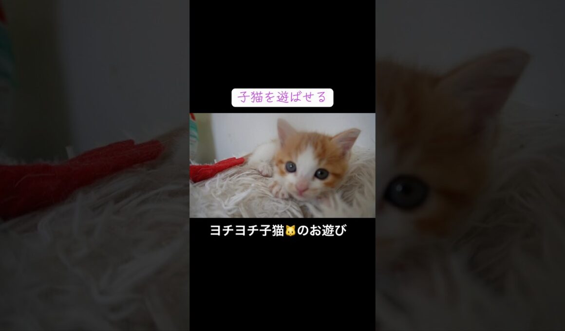 ヨチヨチ子猫🐱をあそばせる #cat  #猫  #ねこ  #保護猫 #cute #猫のいる暮らし #子猫 #shorts  #kitten #こねこ
