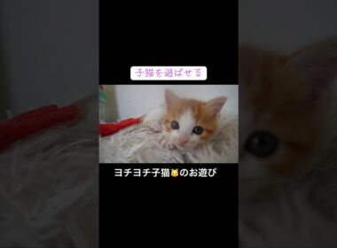 ヨチヨチ子猫🐱をあそばせる #cat  #猫  #ねこ  #保護猫 #cute #猫のいる暮らし #子猫 #shorts  #kitten #こねこ