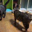 床で寝そべるシャムの子ねこパンダのそばを行ったり来たりするキジシロのルルに、パンダは、キョトン
