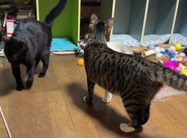 床で寝そべるシャムの子ねこパンダのそばを行ったり来たりするキジシロのルルに、パンダは、キョトン