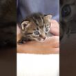 赤ちゃん子猫の背中をさするとカワイイ鳴き声でお返事するのでした。【赤ちゃん猫　保護猫】
