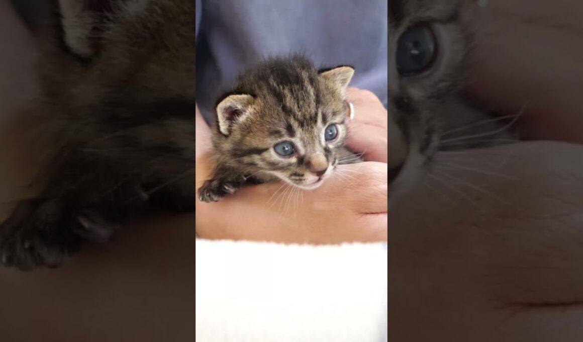 赤ちゃん子猫の背中をさするとカワイイ鳴き声でお返事するのでした。【赤ちゃん猫　保護猫】