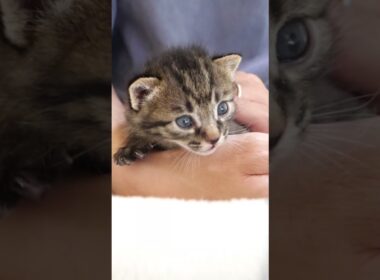 赤ちゃん子猫の背中をさするとカワイイ鳴き声でお返事するのでした。【赤ちゃん猫　保護猫】
