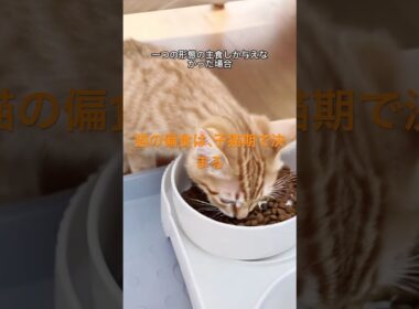 なぜ猫は偏食になるのか｜子猫期の食経験が鍵 #猫の健康 #猫のいる暮らし #猫の行動 #猫との暮らし #猫の豆知識 #子猫 #猫 #猫のいる生活 #ねこ