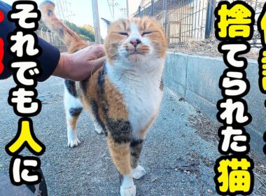 【保護され捨てられた猫】ご飯をもっていってナデナデすると・・・ さくらねこへのエサやり【視聴だけでも猫を助けることになります】支援者様 視聴者様 猫たちに神のご加護を！