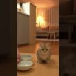ご飯に駆け付ける子猫 #猫 #ねこ #癒し #cat #マンチカン