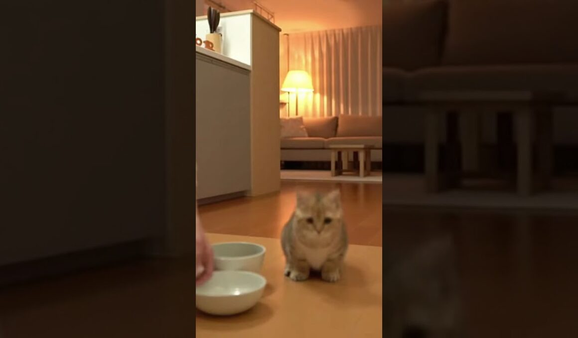 ご飯に駆け付ける子猫 #猫 #ねこ #癒し #cat #マンチカン