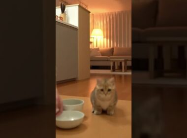 ご飯に駆け付ける子猫 #猫 #ねこ #癒し #cat #マンチカン