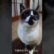 午前中のシャム猫さん🐾#猫 #ねこ #cat #Shorts