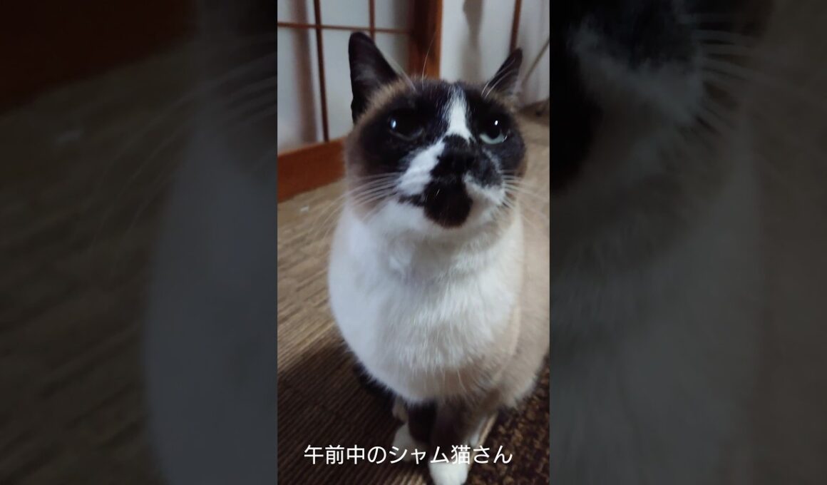午前中のシャム猫さん🐾#猫 #ねこ #cat #Shorts