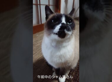 午前中のシャム猫さん🐾#猫 #ねこ #cat #Shorts