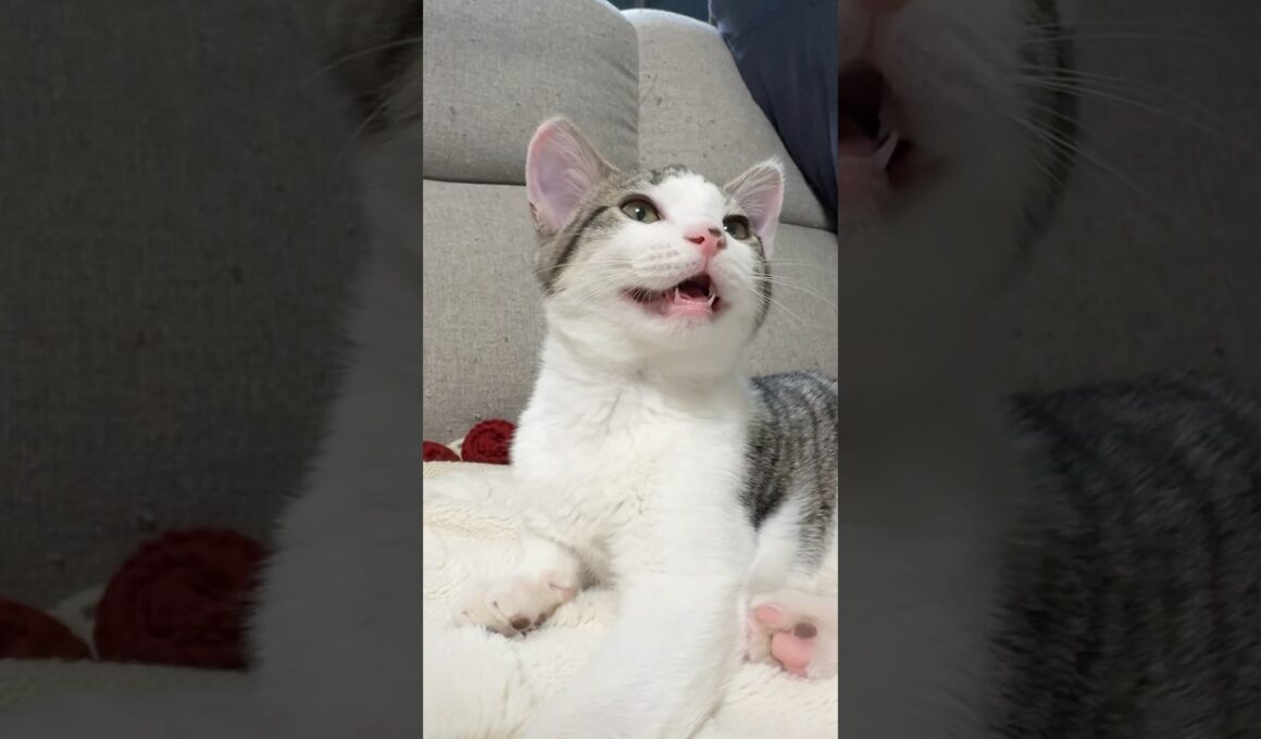 起きたことを知らせる子猫 #子猫 #kitten #かわいい猫