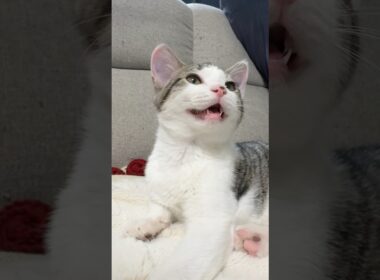 起きたことを知らせる子猫 #子猫 #kitten #かわいい猫