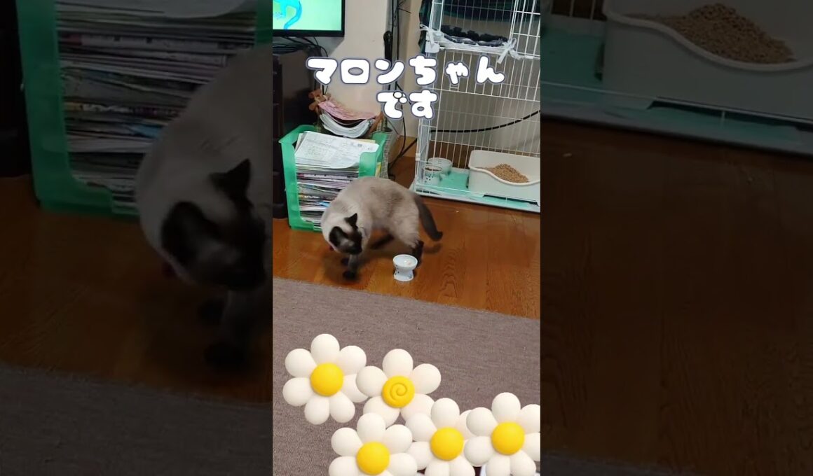 大好きなちゅーるを隠そうとするマロンちゃん🐱  #cat #catshorts #シャム猫 #しゃむねこ #ねこのいる暮らし #ねこのいる生活