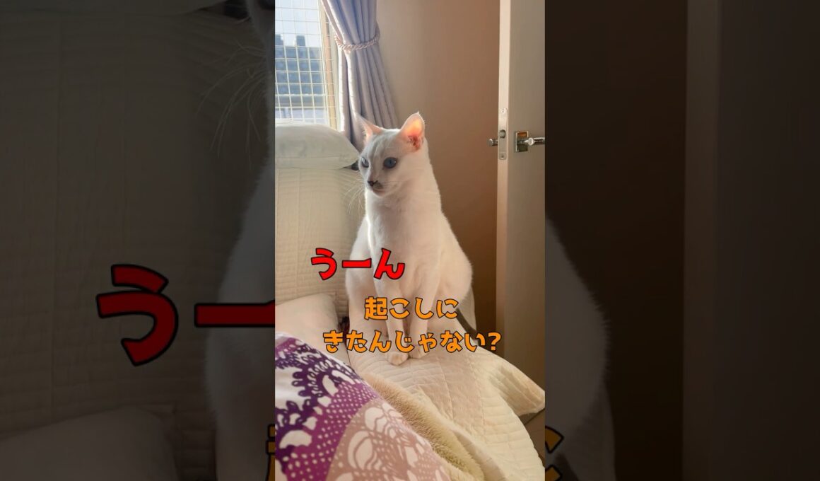 ママを起こしにきた弟猫の行動が可愛い過ぎる