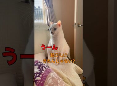 ママを起こしにきた弟猫の行動が可愛い過ぎる