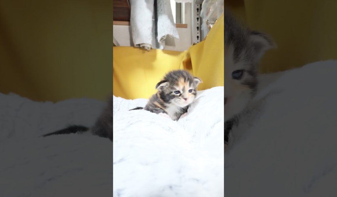 生後17日メインクーンの女の子ジェニーちゃん