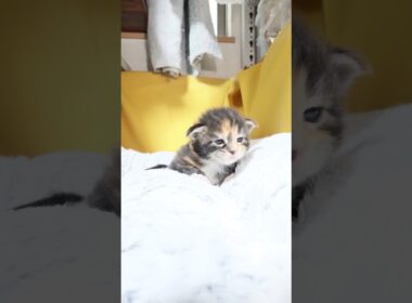 生後17日メインクーンの女の子ジェニーちゃん