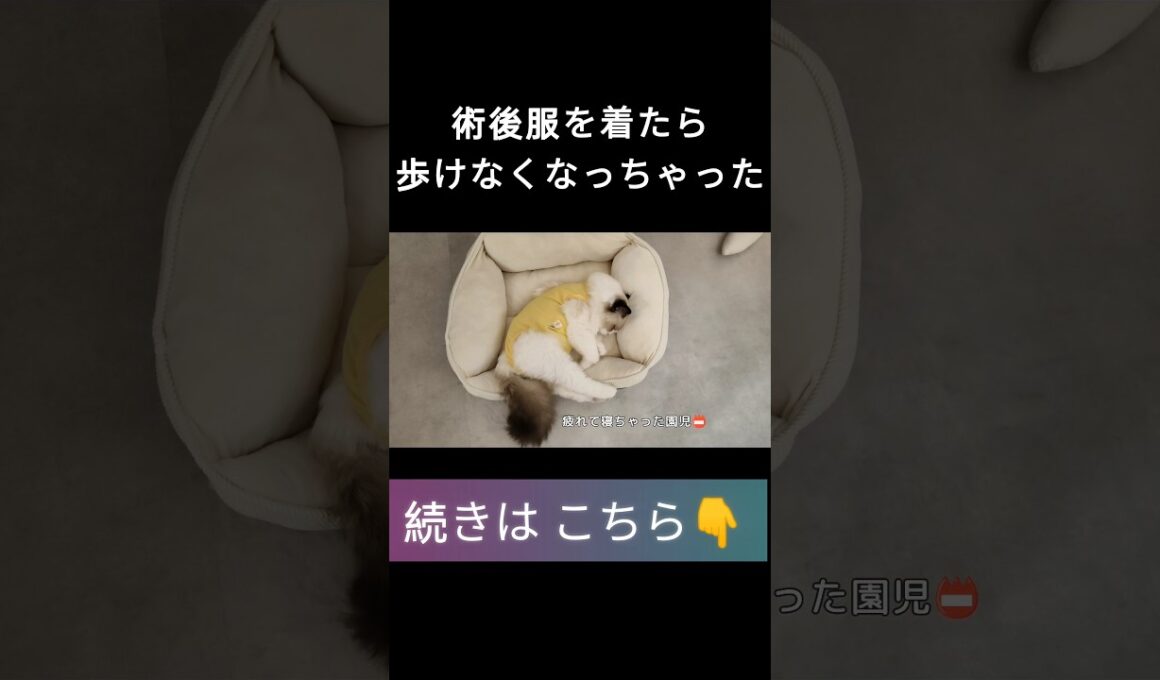 #고양이 #고양이일상 #cat #cutecat #catshorts #ragdoll #ラグドール子猫