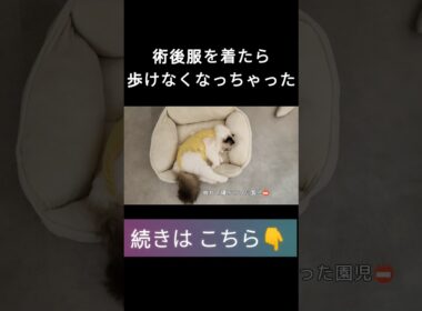 #고양이 #고양이일상 #cat #cutecat #catshorts #ragdoll #ラグドール子猫