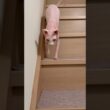 階段で鳴きまくる猫アレクサンドラ【スフィンクス】