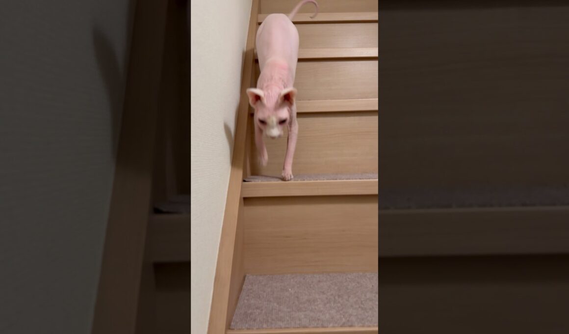 階段で鳴きまくる猫アレクサンドラ【スフィンクス】