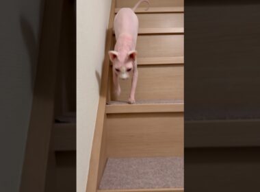 階段で鳴きまくる猫アレクサンドラ【スフィンクス】