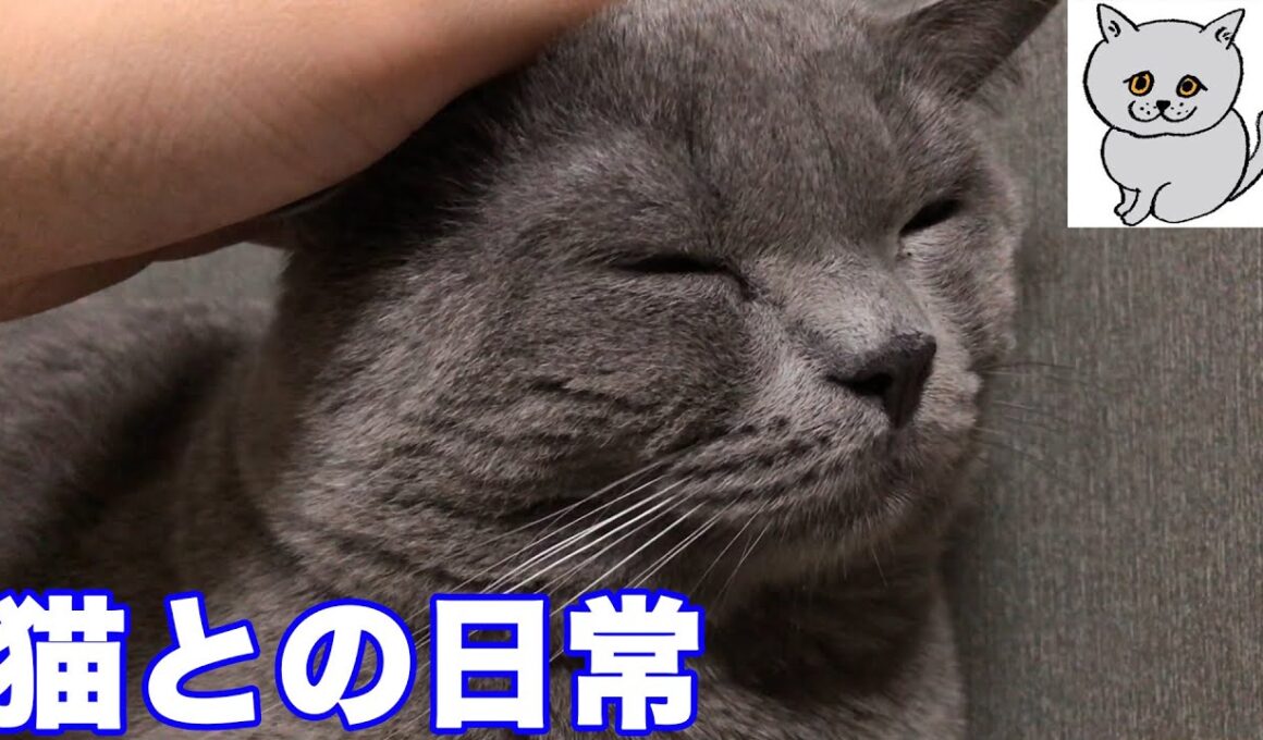 【猫】猫との日常【ブリティッシュショートヘア】