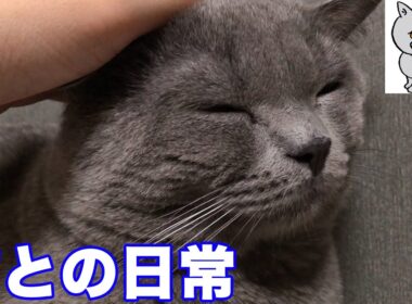 【猫】猫との日常【ブリティッシュショートヘア】
