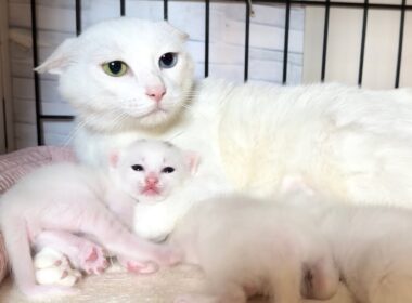 生後13日 ママ猫に甘えにいく子猫【白玉ちゃん日記#17】A kitten going to cuddle with its mother cat