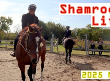 皆さんのシャムロックですよ/11月のVlog