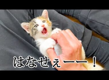 狂暴な子猫を確保しました