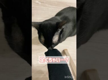 クセになる黒猫ボンベイ　#子猫 #cat #ねこ #ねこのいる生活 #ねこのいる暮らし #ねこ動画 #猫 #かわいい #癒やし #甘えん坊