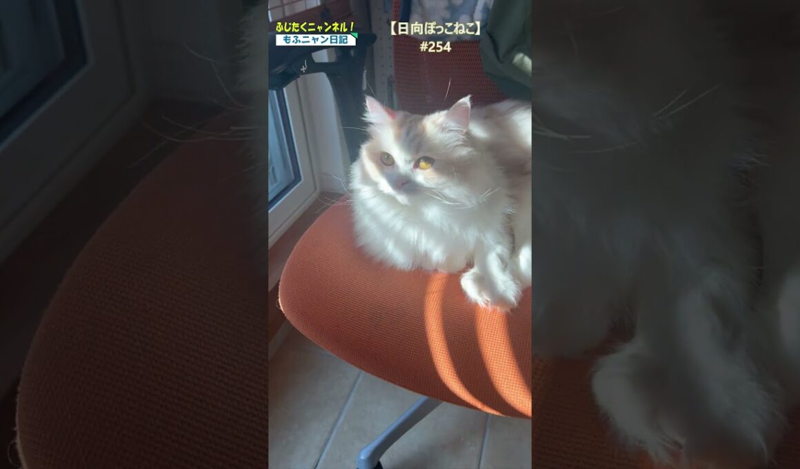 【日向ぼっこネコ】250＃ねこ＃セルカークレックス＃長毛猫＃猫＃cat