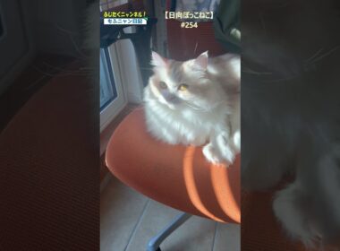 【日向ぼっこネコ】250＃ねこ＃セルカークレックス＃長毛猫＃猫＃cat