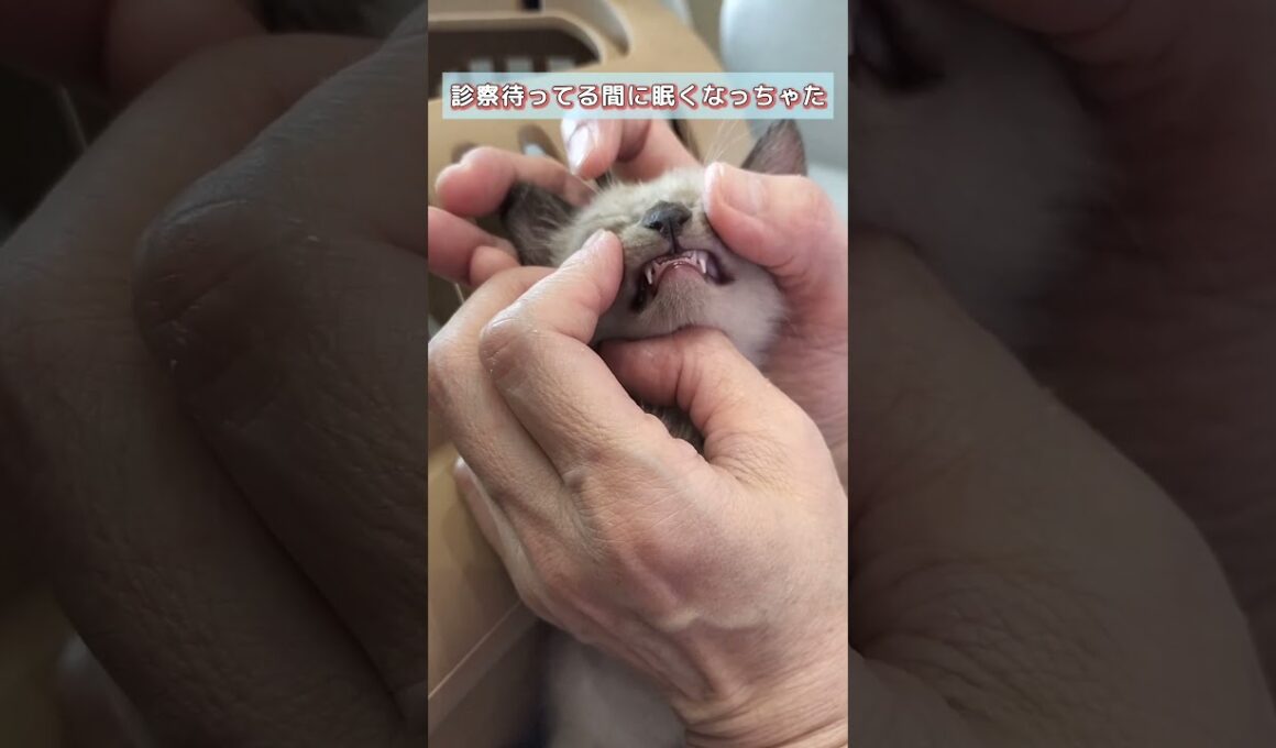 【子猫の里親】眠くなっちゃた子猫 #猫多頭飼い #子ネコ #cat