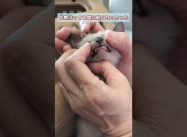 【子猫の里親】眠くなっちゃた子猫 #猫多頭飼い #子ネコ #cat