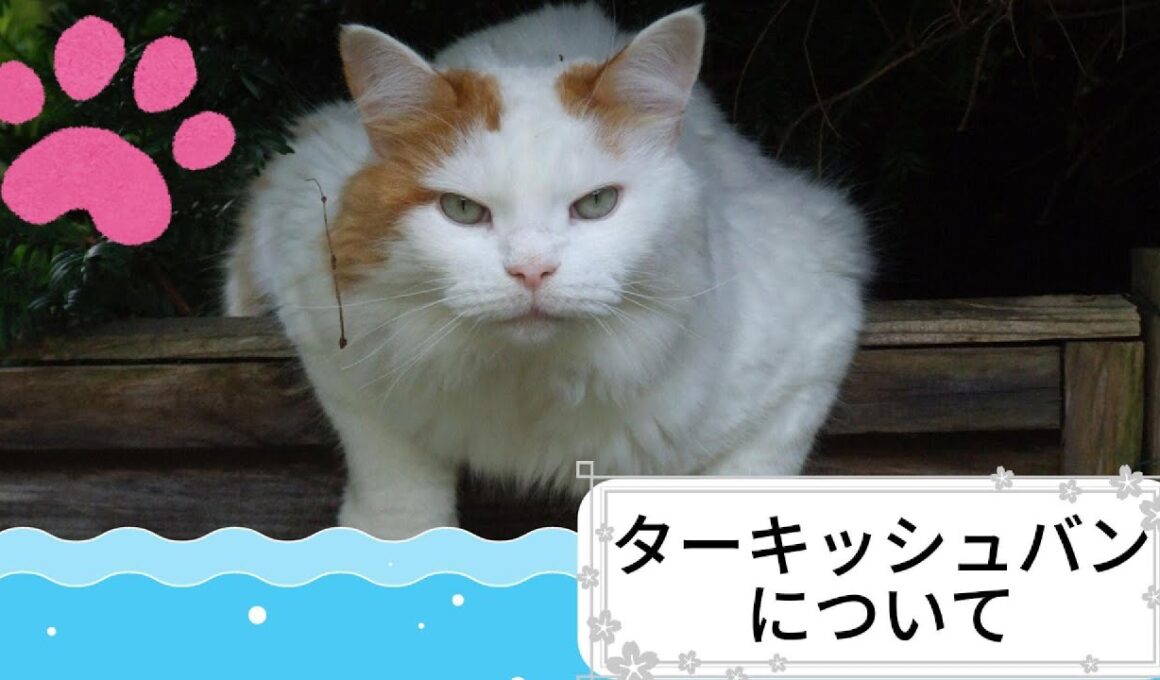 【ターキッシュバンについて】ペットリフォーム セラフ榎本