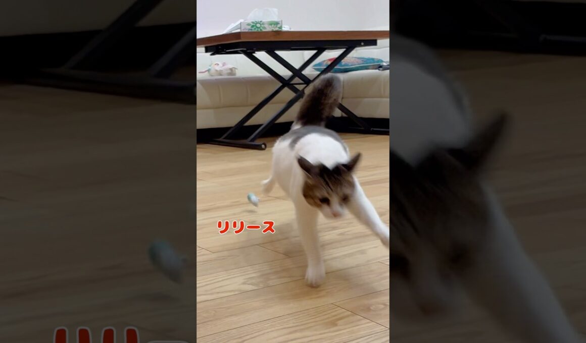 【保護猫】ぬいぐるみを蹴飛ばす猫