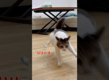 【保護猫】ぬいぐるみを蹴飛ばす猫