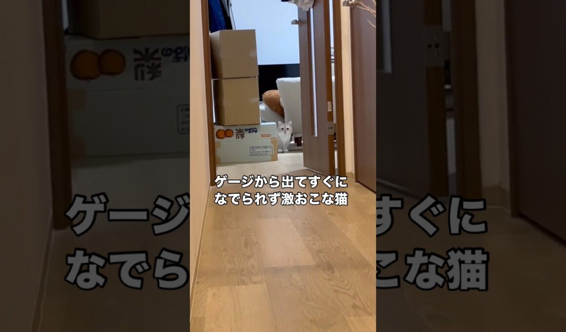 ゲージから出したタイミングで宅配が来てなでずに玄関に行ったらめちゃくちゃ怒られた #猫 #マンチカン #マンチカン短足 #shorts