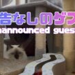 バーマン猫ラフとガブ【予告なしのゲスト】Unannounced guests（バーマン猫）Birman/Cat