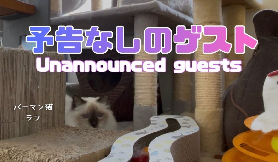 バーマン猫ラフとガブ【予告なしのゲスト】Unannounced guests（バーマン猫）Birman/Cat