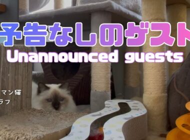 バーマン猫ラフとガブ【予告なしのゲスト】Unannounced guests（バーマン猫）Birman/Cat